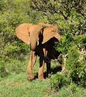 WILDLIFE: Elephant Quest