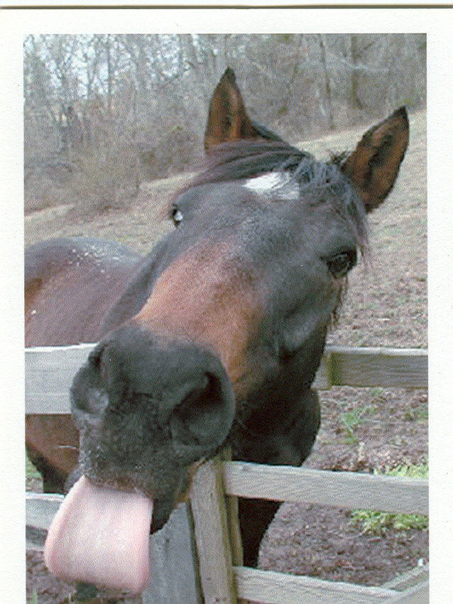 first ever digital photo - wonderful horse, 18 years together wasn